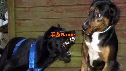 狗咬狗下载