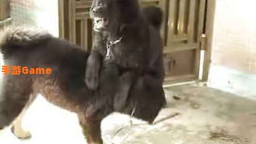狗咬狗下载