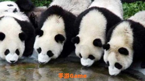 大熊猫自出现到现在至少有多少年?