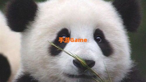 大熊猫自出现到现在至少有多少年?